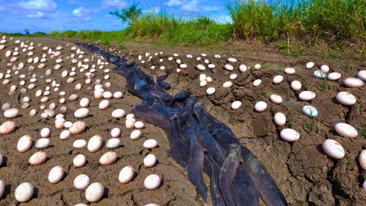 Farmer Finds STRANGE Eggs In His Crops – He Bursts Into Tears When They Hatch.